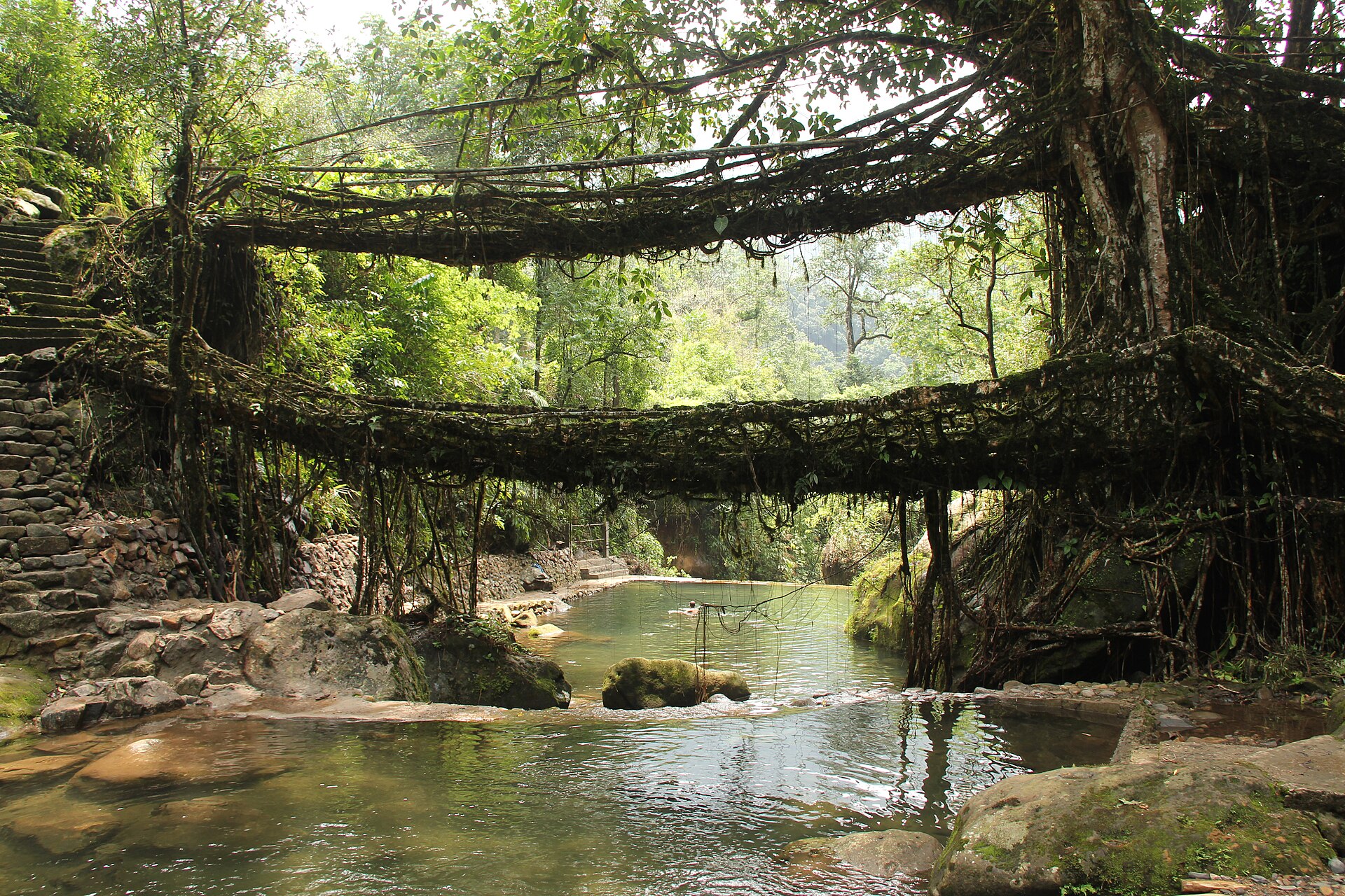 Living Root Bridges hand-guided across tropical streams in Meghalaya